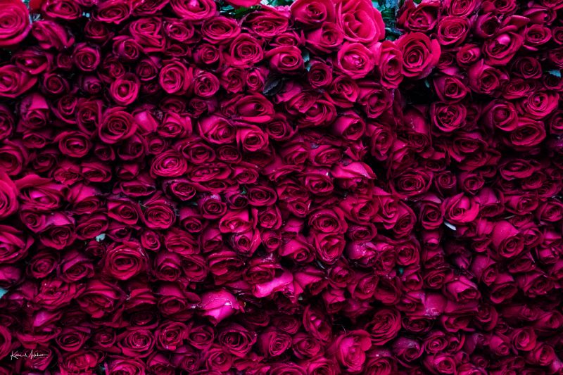 A whole sack full of roses for sale in flower market