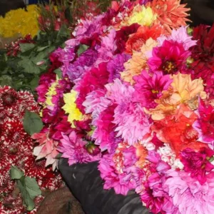 Photo Tours of Special Markets